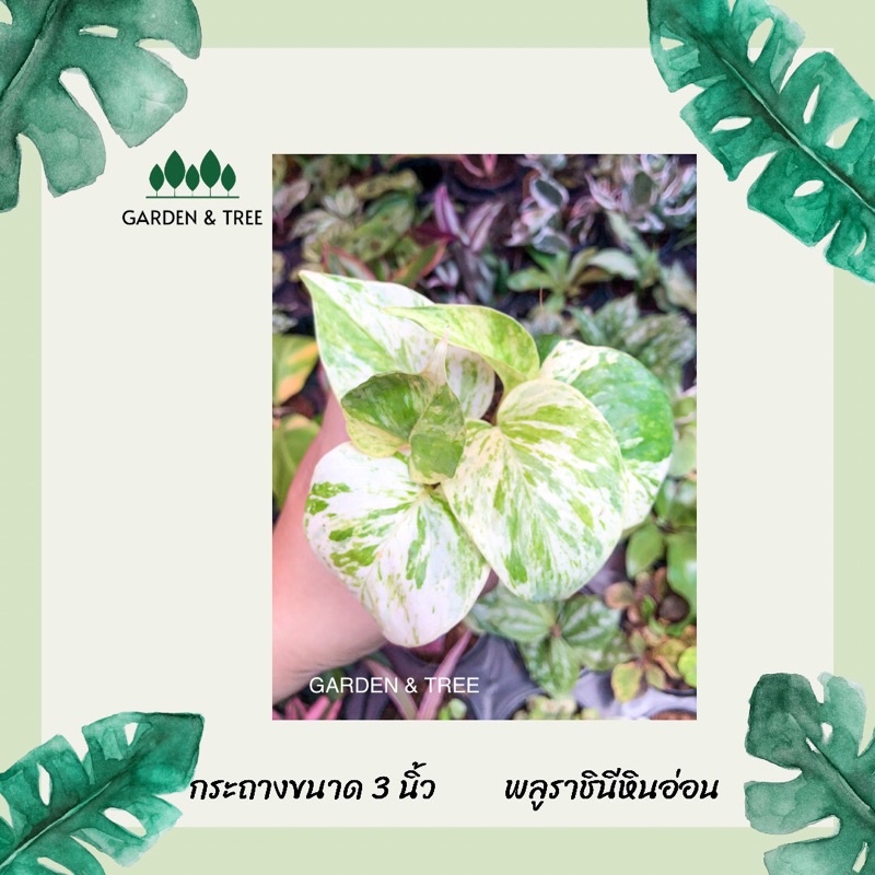 พลูราชินีหินอ่อน กระถางขนาด 3 นิ้ว ราคา ถูกที่สุด ดีลบีเคเค
