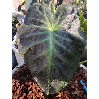 colocasia aloha 🥰😍😍😁