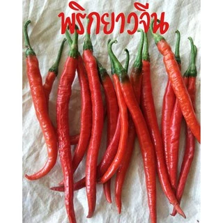 เมล็ดพริกโจลอง 500/100 เมล็ด สายพันธุ์ OP / F1 เมล็ดพริกยาวจีนยอดนิยม