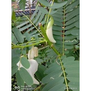 เมล็ดพันธุ์ ดอกแค (แคบ้าน) แคขาว ดอกกินได้ ยอดก็กิได้ เป็นศรีแก่บ้าน บรรจุตัวเลือก 70 เมล็ด [ซื้อ 10 แถม 1 คละได้]