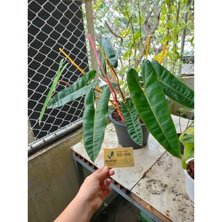 ก้านส้ม philodendron billietiae 5000 บาท