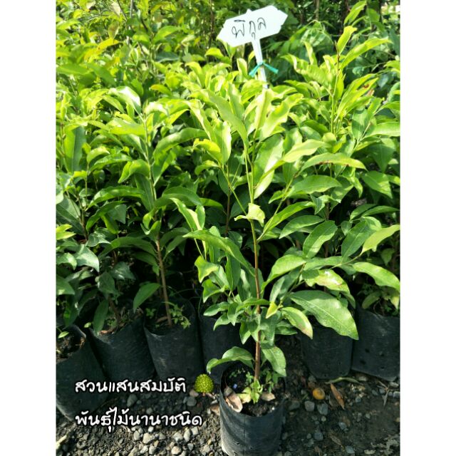 ต้นพิกุล ขนาดต้นสูง 50 ซ.ม.