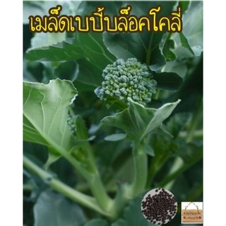 เมล็ดพันธุ์ เบบี้บล็อคโคลี่ สีเขียว สีม่วง 50เมล็ด (Green Sprouting Broccol)เมล็ดแท้นำเข้า