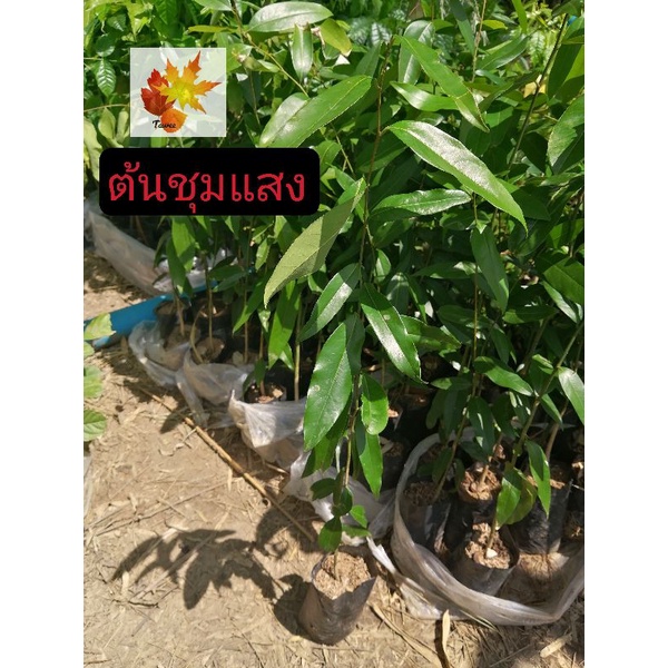 ต้นชุมแสง​ ต้นไม้​ป่า​ ต้นชุมแสง​เพาะ​เมล็ด​ สูง​ 20-30​ ซม. – โปรปัง