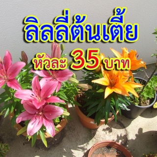 หัวลิลลี่ ต้นเตี้ย ไม่มีกลิ่น นำเข้าจากเนเธอร์แลนด์ (Lily,Lilium)