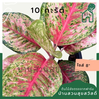 10 กะรัต กระถาง 8 นิ้ว อโกลนีมา ด่างแบบโดดเด่น aglaonema ไม้แรร์