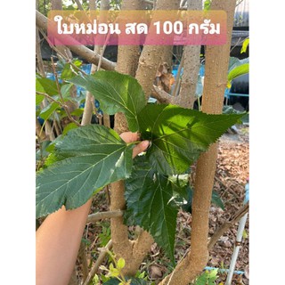 ใบหม่อน สด ปริมาณ 100กรัม