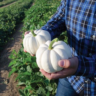 เมล็ดพันธุ์ ฟักทอง แคสเปอริต้า (Casperita Pumpkin F1 Seed) บรรจุ 2 เมล็ด