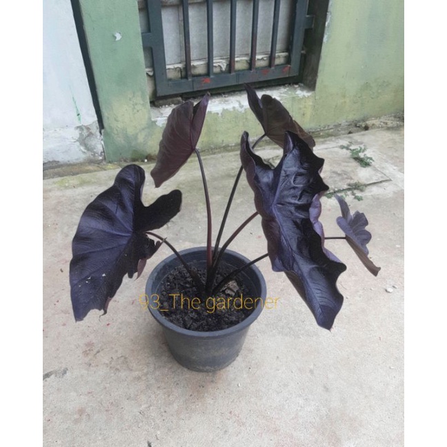 บอนดำ แบล็กโครอล (Colocasia Black Coral) ส่งทั้งกระถาง EMS