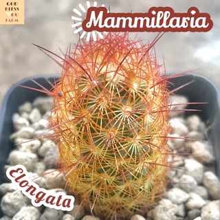 [แมมนิ้วนาค] Mammillaria Elongata Copper King ส่งพร้อมกระถาง แคคตัส Cactus Succulent Haworthia Euphorbia ไม้หายาก