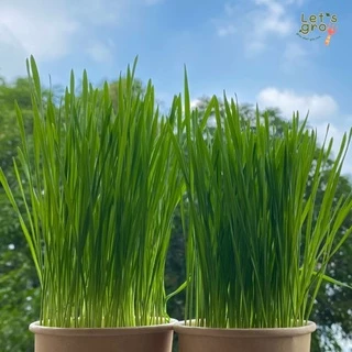 [หญ้าแมว] ชุดพร้อมปลูกต้นอ่อนข้าวสาลี Let’s grow📌📌ลดราคาพิเศษ 🎉พร้อมโค้ดส่วนลด‼️
