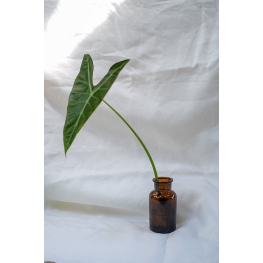 ขวดแก้วสีชา Bottle Amber  / Brown Glass Bottle