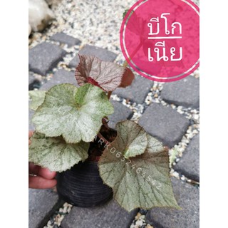 ต้นบีโกเนีย​ Begonia​ บีโกเนียไฮบริด​ ไม้ประดับในร่ม