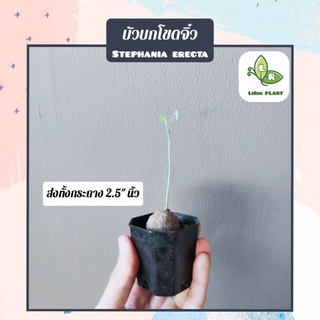 บัวบกโขดจิ๋ว กระถาง2.5" (ส่งทั้งกระถาง)