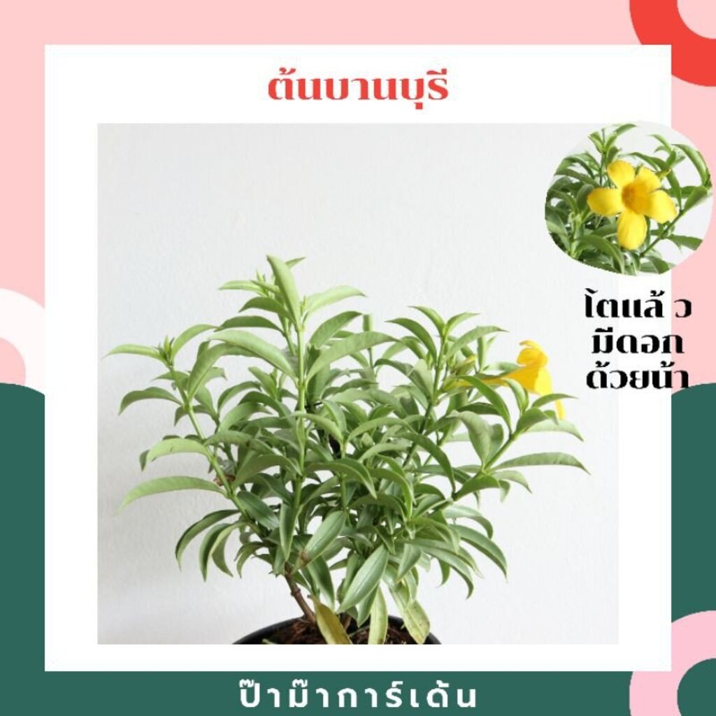 ต้นบานบุรี ในกระถางพร้อมตั้ง ใบสีเขียวเงินๆ โตขึ้นดอกสีเหลือง