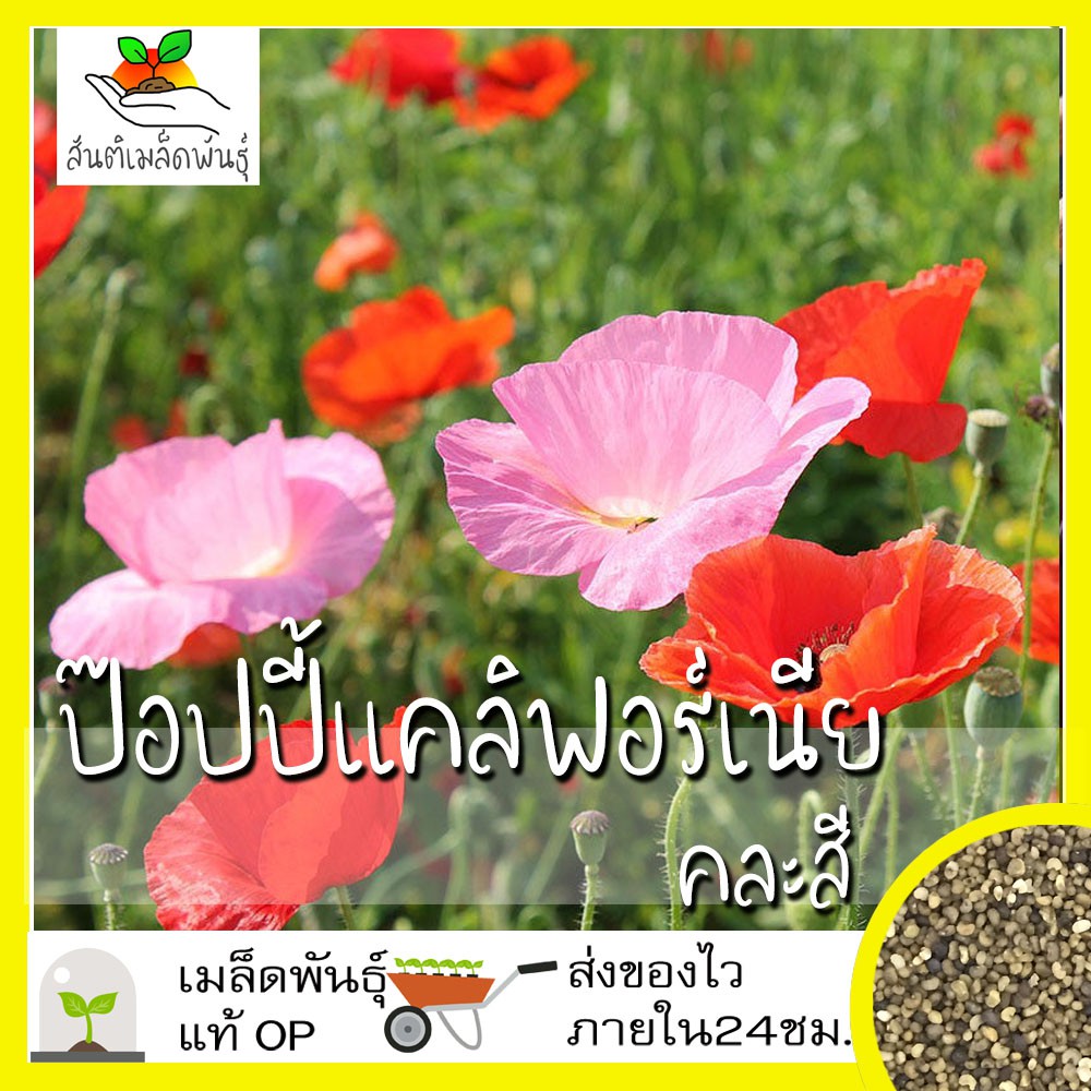 เมล็ดพันธุ์ ดอกป๊อปปี้ แคลิฟอร์เนีย คละสี 1000 เมล็ด Mixed California Poppy เมล็ดพันธุ์แท้ นำเข้าจากต่างประเทศ ปลูกผัก