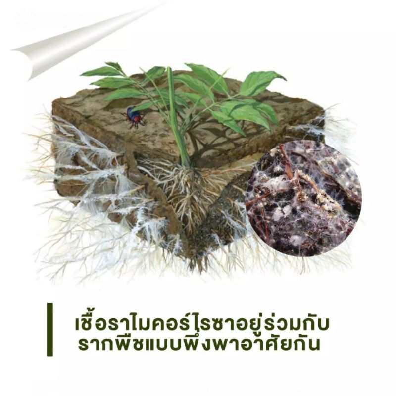 ไมคอร์ไรซ่า Mycorrhiza 200กรัม เชื้อราไมคอไรซ่า จุลินทรีย์เชื้อราชีวภาพกระตุ้นพืชโตเร็ว ราคา ถูกที่สุด ดีลบีเคเค แกลเลอรีภาพที่ 7