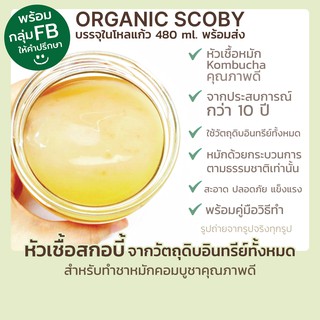 Organic SCOBY &amp; Starter Liquid หัวเชื้อหมัก คอมบูชา KOMBUCHA จากวัตถุดิบอินทรีย์ บรรจุในขวดแก้ว 480 ml.