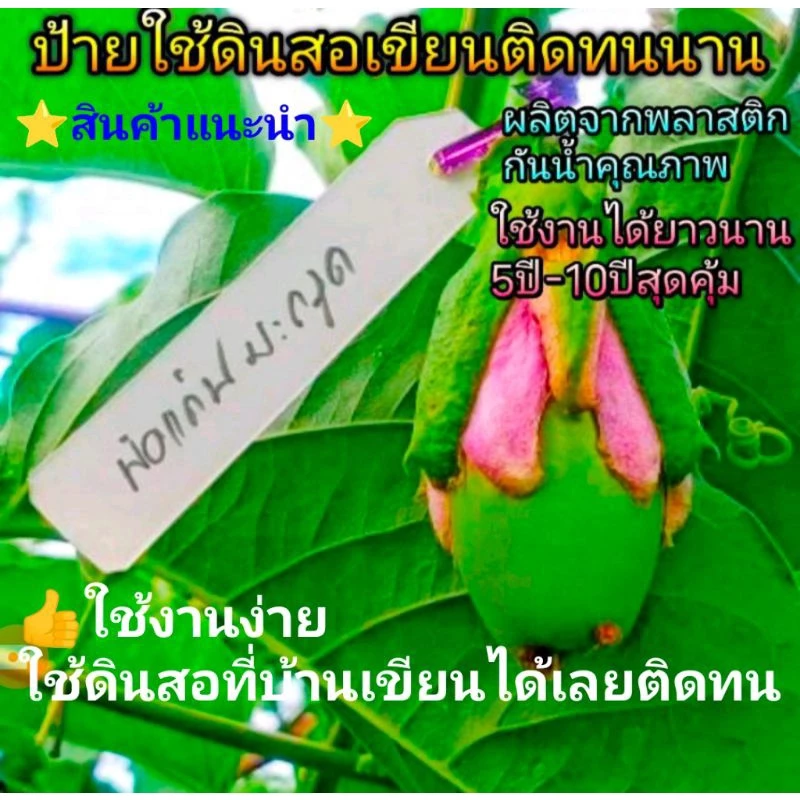 ป้ายชื่อต้นไม้กันน้ำ👍📌ชนิดใช้ดินสอเขียนติดง่าย ติดทนทน(📌💥ป้ายพลาสติกอ่อน)⭐ใช้งานได้นาน3ปีถึง10ปี⭐แพ็ค50ชิ้น,แพ็ค100ชิ้น⭐