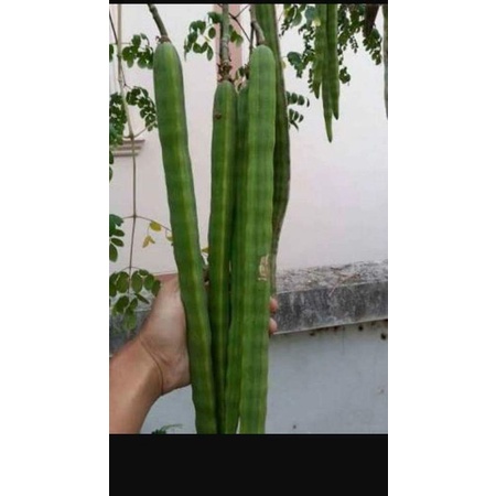 มะรุม​ยักษ์​ ขายเมล็ดพันธุ์1ชุด​50​บาท​บรรจุ​100เมล็ด​น้ำหนัก​30​กรัม