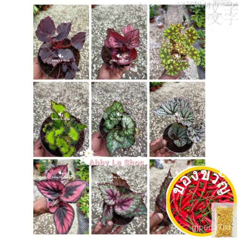 Begonia Rex ( Real Plant) Asam Batu/ Ready Stock头饰/通心菜/内裤/园艺/seeds/儿童/手链/花园/鲜花/文胸/ LOBE