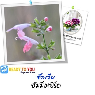 ซัลเวีย (Salvia) ฮัมมิ่งเบิร์ด 25 เมล็ด (จาก Takii &amp; Co. Ltd.)