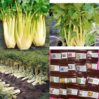 เมล็ดพันธุ์ เซเลอรี่ คื่นฉ่ายฝรั่ง โกลเด้นปาสคาล (Golden Pascal Celery Seed) บรรจุ 100 เมล็ด คุณภาพดี ของแท้ 100%