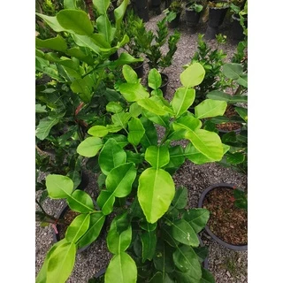 มะกรูดตัดใบ เมล็ดพันธุ์มะกรูดหอม ลูกดก โตไว ใบหอม [ซื้อ 10 แถม 1 คละได้]