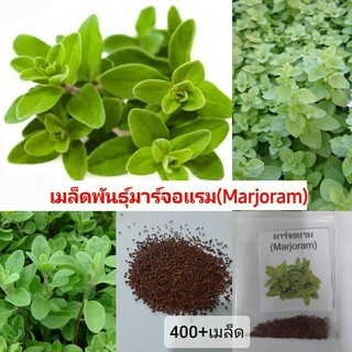 เมล็ดพันธุ์สมุนไพรฝรั่ง มาร์จอแรม (Marjoram)400+เมล็ด