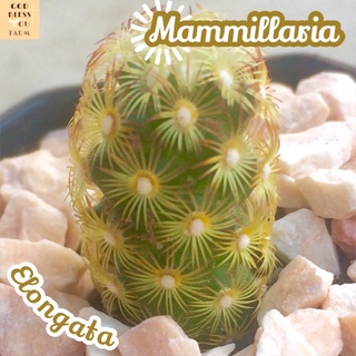 [แมมนิ้วทอง] Mammillaria Elongata ส่งพร้อมกระถาง แคคตัส Cactus Succulent ไม้อวบน้ำ พืชอวบน้ำ ไม้หนาม ไม้โขด ไม้ทะเลทราย