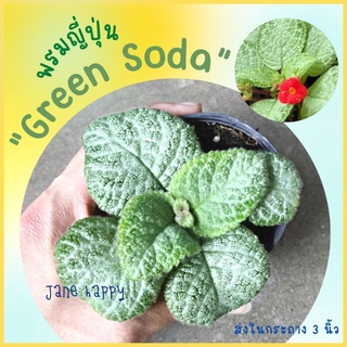 พรมญี่ปุ่น "กรีน โซดา" (Green Soda) ดอกสีแดง ใบสีเขียวสว่างปลูกง่าย โตไว (กระถาง 3 นิ้ว)  ค่าส่งถูกมาก