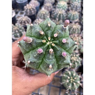 ยิมโนGymnocalycium ไม้เมล็ด แคคตัส🌵กระบองเพชร