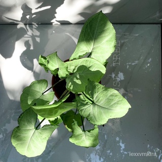 Moonlight Syngonium Plant (pokok hidup)男装/向日葵/芹菜/儿童/园艺/通心菜/花园/生菜/头饰/帽子/ PLXT