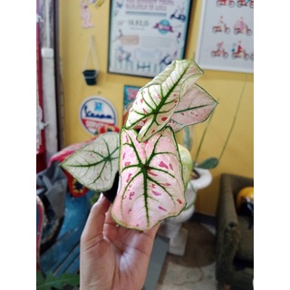 ต้นบอนสตรอเบอรี่สตาร์ Caladium Strawberry Star