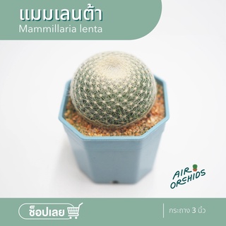 แมมเลนต้า-ไม้เพาะเมล็ด (Mammillaria Lenta) เจ้าหญิงแห่งแมม ดอกน่ารัก