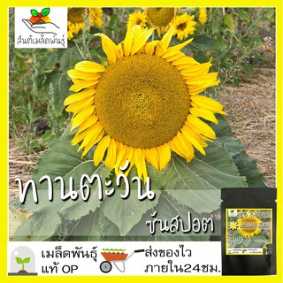 เมล็ดพันธุ์ ทานตะวัน ซันสปอต 20 เมล็ด Sunspot Sunflower seed เมล็ดพันธุ์แท้ นำเข้าจากต่างประเทศ ปลูกผัก สวนครัว