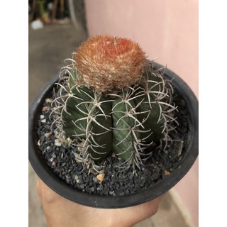 cactus : เมโลแคคตัส ขนาด 8 cm.