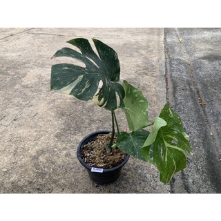 ต้น Monstera Thai Constellation (ไม่รับจัดส่งแบบเก็บเงินปลายทางนะครับ) Patsorntree