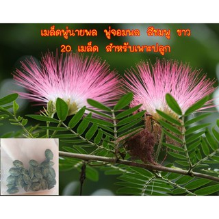 เมล็ดพู่นายพล พู่จอมพล สีชมพู ขาว 20 เมล็ด สำหรับเพาะปลูก