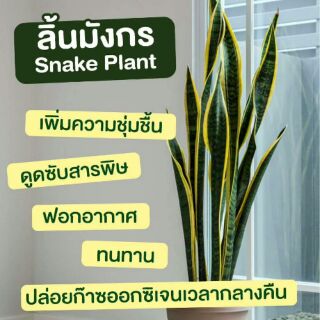 ต้นไม้ฟอกอากาศ ต้นลิ้นมังกร   Air Filtering Plants ใบใหญ่ 15 บาท  และใบเล็ก 10  บาท