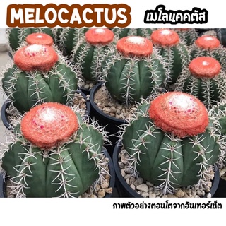 🖤เมโลแคคตัส melocactus 🌵น้องหนามมีหมวกขนปุย หนามเรียงสวย น่ารักมากๆค่ะ