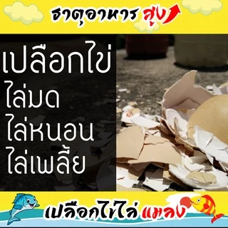 น้ำหมักปลาทะเล จากญี่ปุ่นผสมเปลือกไข่ ช่วยไล่แมลง