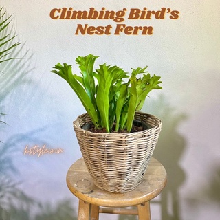 ต้นเฟิร์นเขากวาง (Climbing Bird’s Nest Fern) กระถาง7” สูง20-25cm