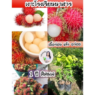 #ต้นเงาะโรงเรียนนาสาร(ติดตา) ต้นละ120บาท 1 ปีติดผล