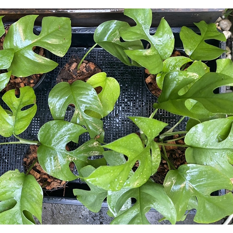 ต้นจินนี่ มอนสเตอร่าเลื้อย Philodendron ginny / Rhaphidophora terrasperma ไม้ฟอกอากาศ