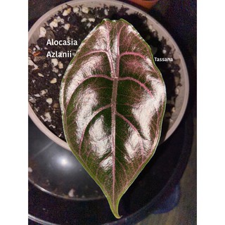 - พร้อมส่ง - Alocasia Azlanii