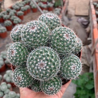 แมมมิลลาเรีย เพอร์เบลล่า Mammillaria perbella Hildm