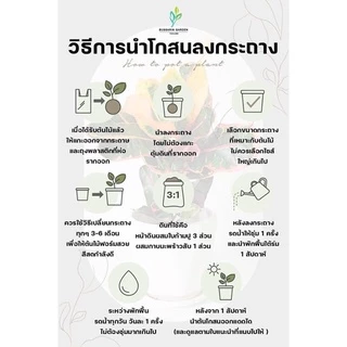 ต้นโกสนพันธุ์ ยูโรป้า ไซส์เล็ก กระถาง 5" สูง 15-20 เซนติเมตร ซื้อ 10 แถม 1 (จัดส่งแบบถอดกระถาง+รับประกันสินค้า)