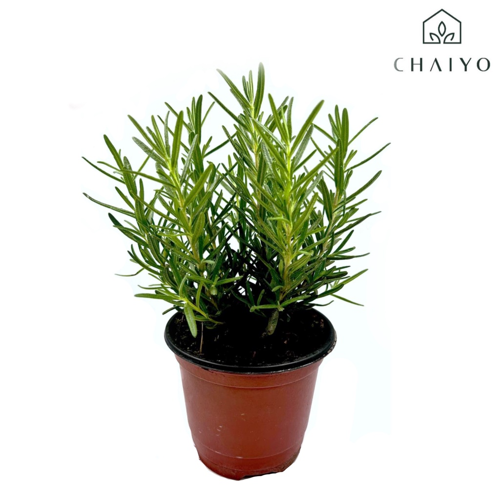 ต้นโรสแมรี ออร์แกนิค Organic Rosemary รูปที่ 2