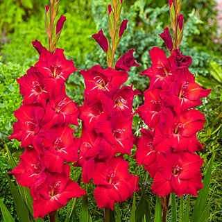 10 หัว แกลดิโอลัส (Gladiolus)ดอกซ่อนกลิ่นฝรั่ง สีแดง เป็นดอกไม้แห่งคำมั่นสัญญา ความรักความผูกพัน